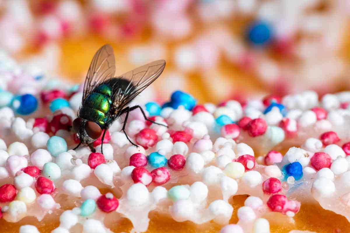 mosca si posa sul cibo pericoli salute